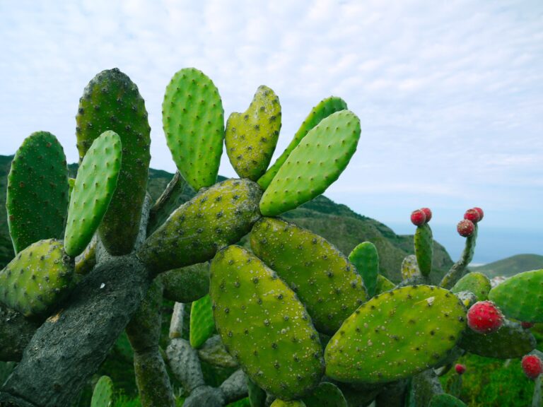 prickly-pear-1501307_1920